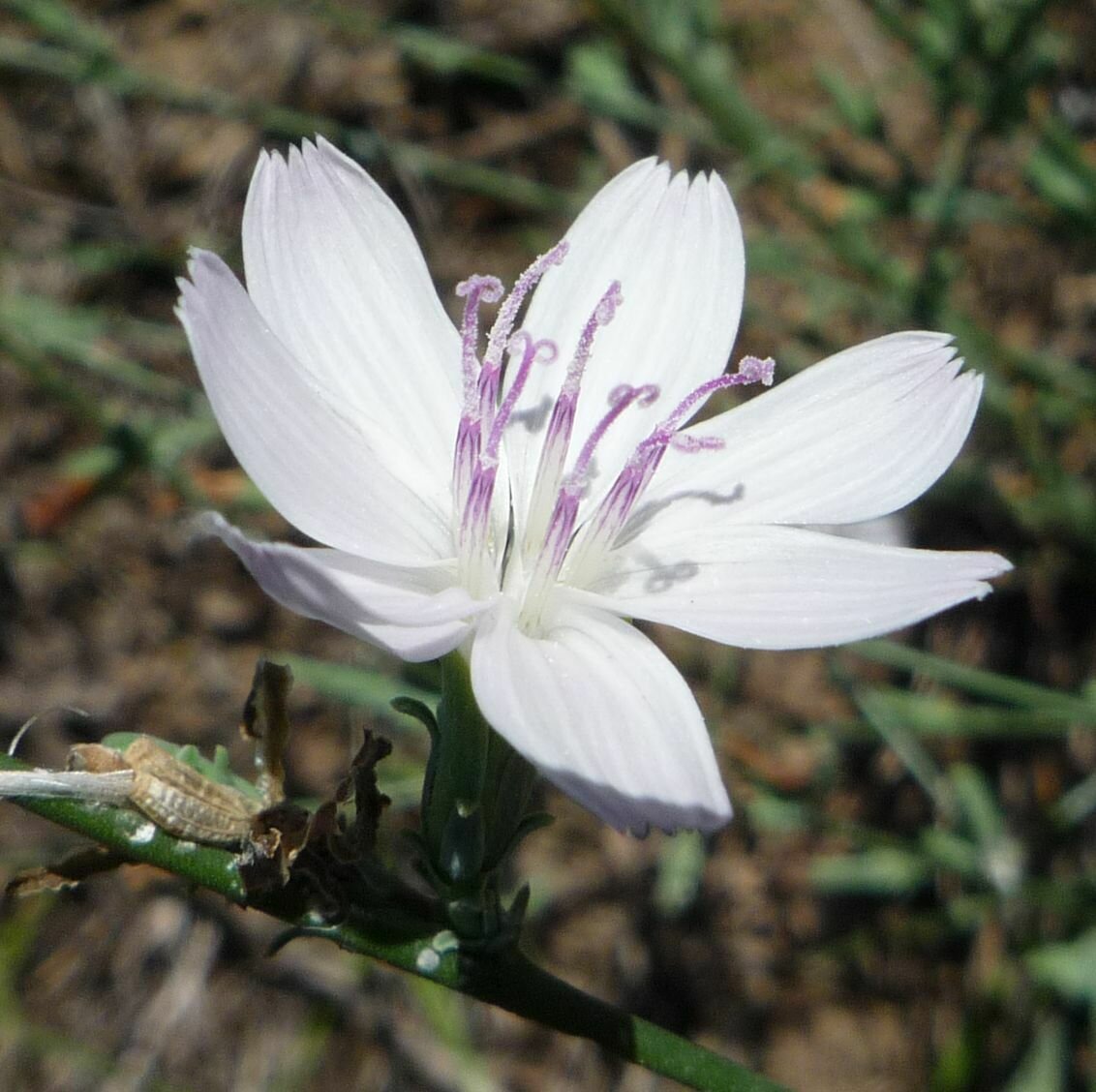 High Resolution Stephanomeria virgata Flower